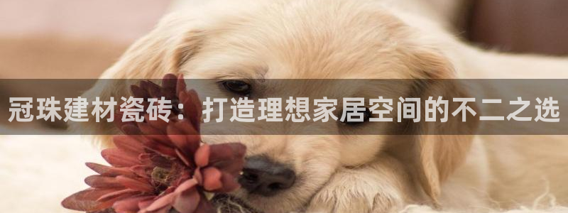 杏鑫官网最新信息新闻