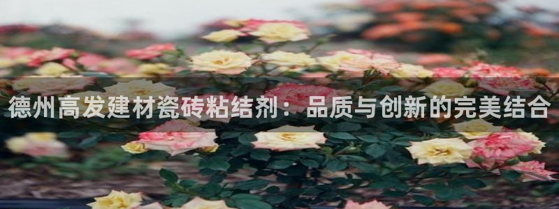 杏鑫官方平台怎么样啊